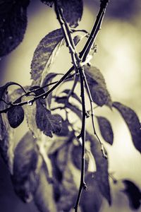 Close-up of plant against blurred background