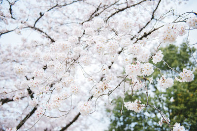 Low angle view of cherry blossom tree