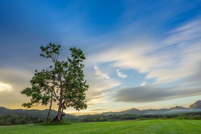 Tree on field against sky during sunset