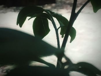 Close-up of plant against sky