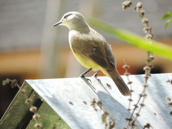 Close-up of bird perching on wood