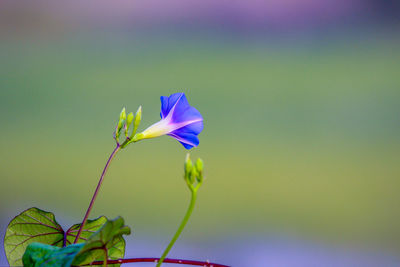 Close-up of purple flowering plant