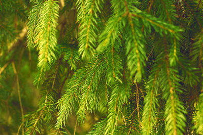 Fir branches green spruce. close up. spruce needles. fluffy christmas tree spruce.