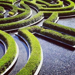 High angle view of pond and hedge in garden