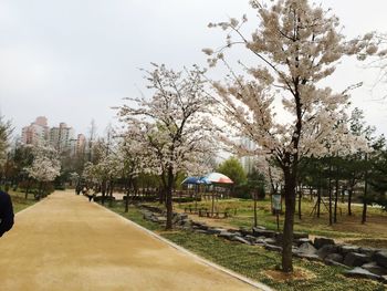 Footpath in park