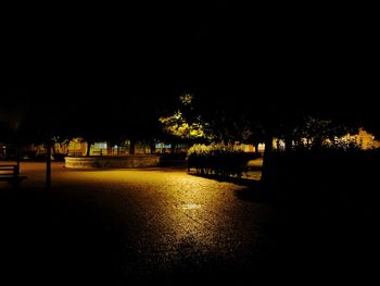 Illuminated trees at night