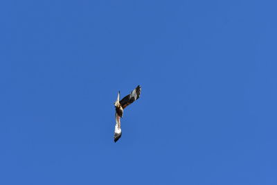 Low angle view of seagull flying