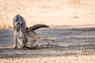 Two black-backed jackals playing