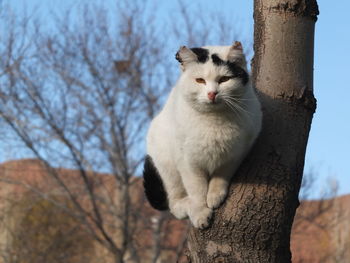 View of a cat on tree trunk