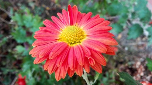 Close-up of pink flower blooming outdoors