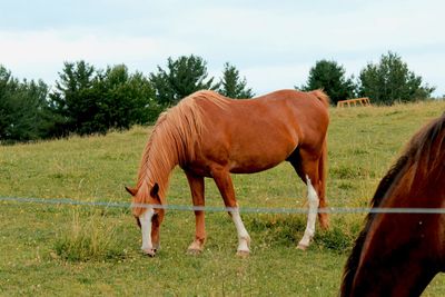 Horses grazing in a field