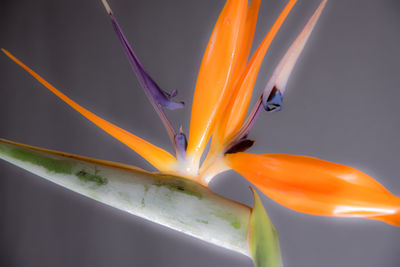 Close-up of orange leaf