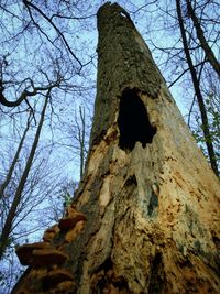 Low angle view of bare tree against blue sky