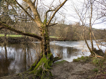 Scenic view of river amidst trees in forest