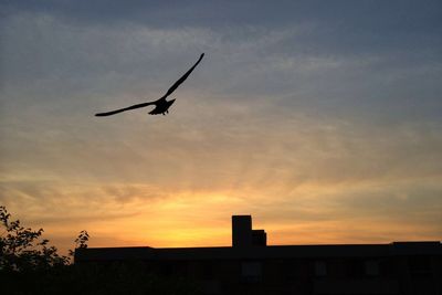 Low angle view of silhouette airplane against sky