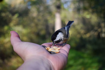 Cropped image of hand holding bird