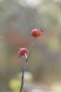 Close-up of red berries on plant