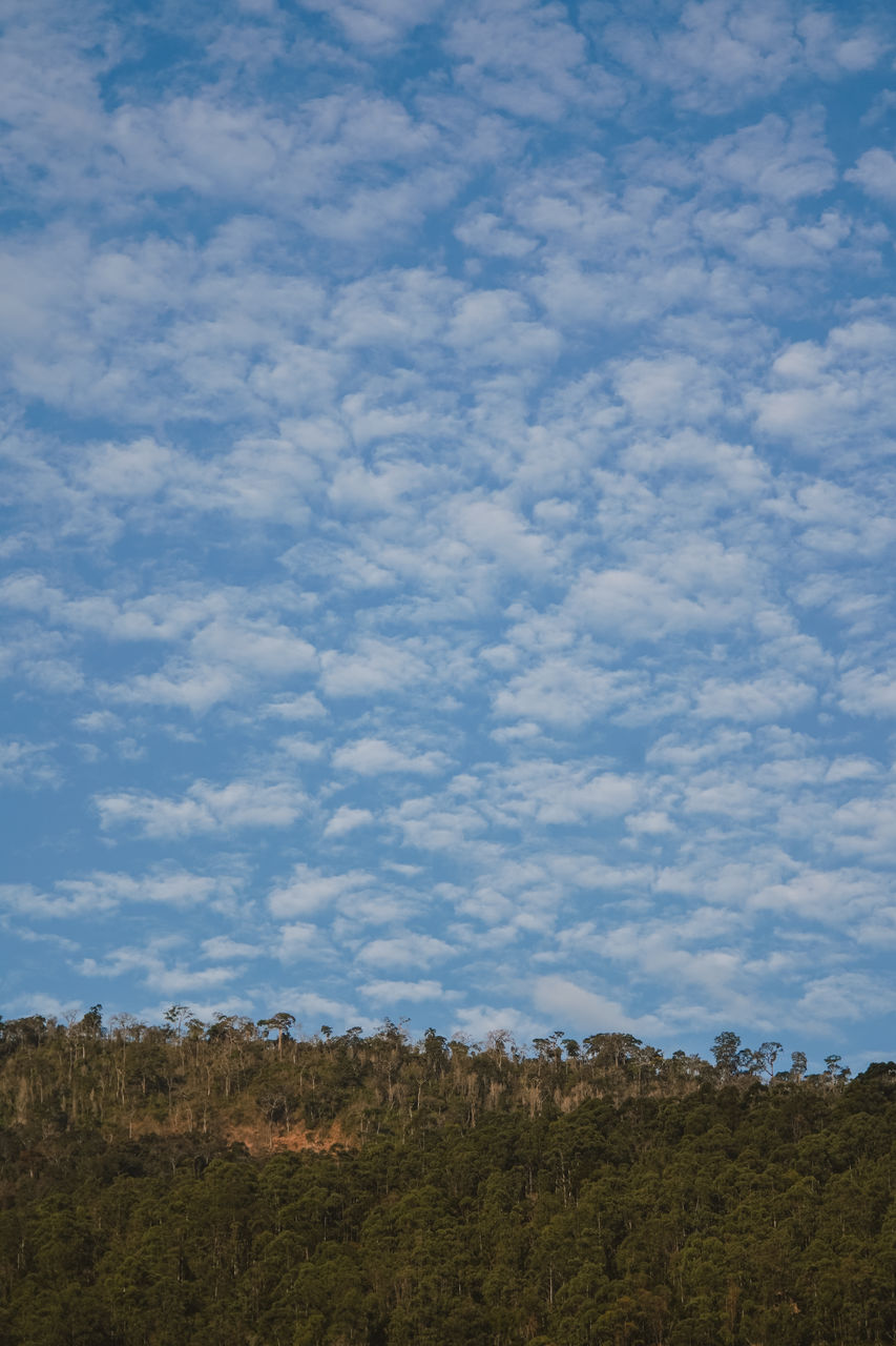 sky, cloud, horizon, environment, nature, no people, landscape, beauty in nature, plant, scenics - nature, mountain, land, tranquility, tree, day, tranquil scene, outdoors, blue, natural environment, plain, non-urban scene, field, prairie, growth