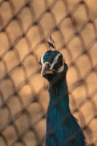 Close-up of peacock seen through chainlink fence