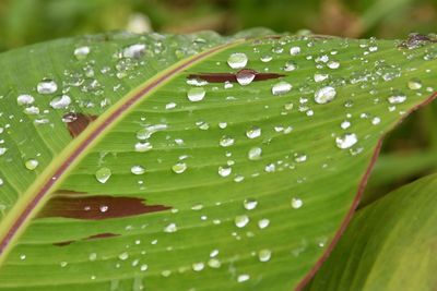 Close-up of raindrops on leaves