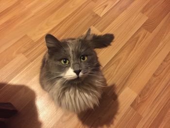 High angle portrait of cat sitting on hardwood floor