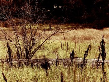 Bare trees on field by lake in forest