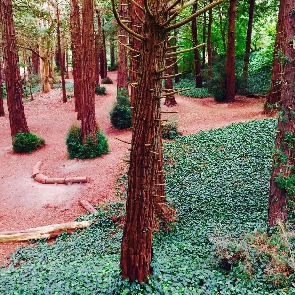 VIEW OF TREES IN FOREST