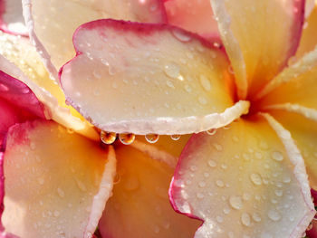 Close-up of wet rose flower