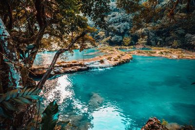 Scenic view of sea against trees