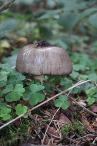 Close-up of mushroom growing on field