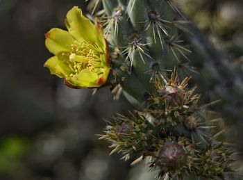 Close-up of yellow cactus flower