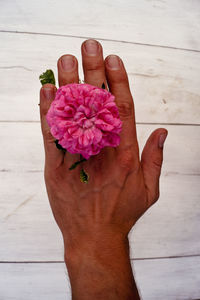 Cropped image of hand holding pink rose over table