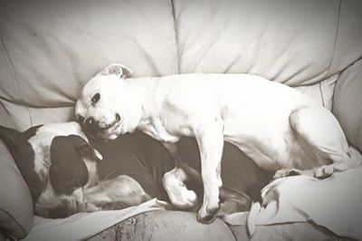 Close-up of dog lying on bed