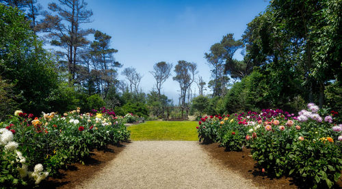 Colorful flowers blooming in park