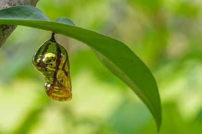 Close-up of butterfly on leaf