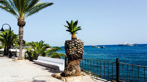 Palm tree by sea against clear sky