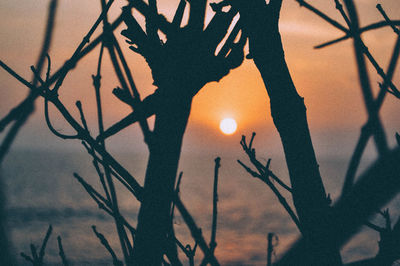 Close-up of plants against sunset