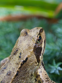 Close-up of a frog