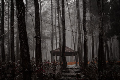 Trees in forest during winter