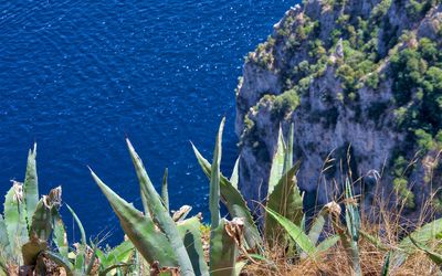High angle view of succulent plants on beach