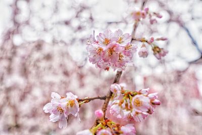 Close-up of cherry blossoms in spring