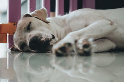 Close-up of a dog sleeping at home