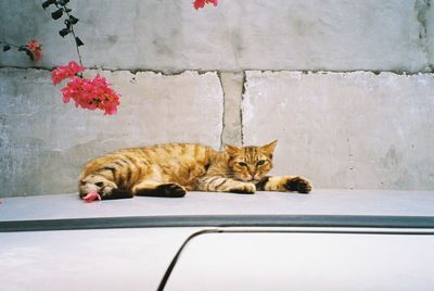 Cat lying down on wall