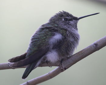 Close-up of bird perching on tree