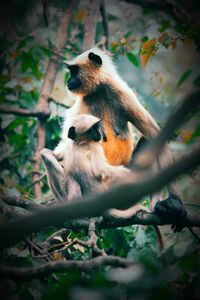 Monkey sitting on branch