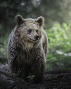 Close-up of bear