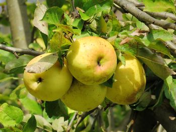 Close-up of apples on tree