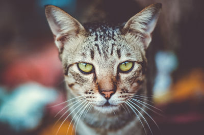 Close-up portrait of cat