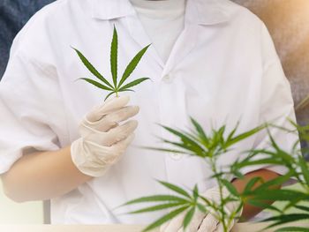 Close-up of hand holding white plant