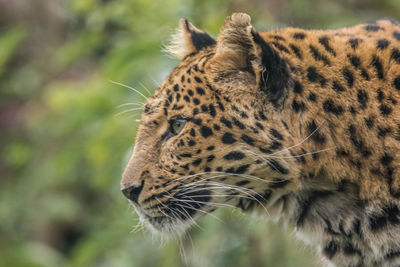 Close-up of a cat looking away